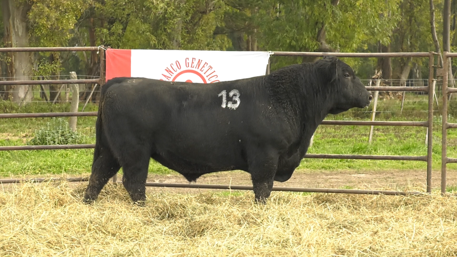 Lote TOROS ANGUS NEGROS  PC