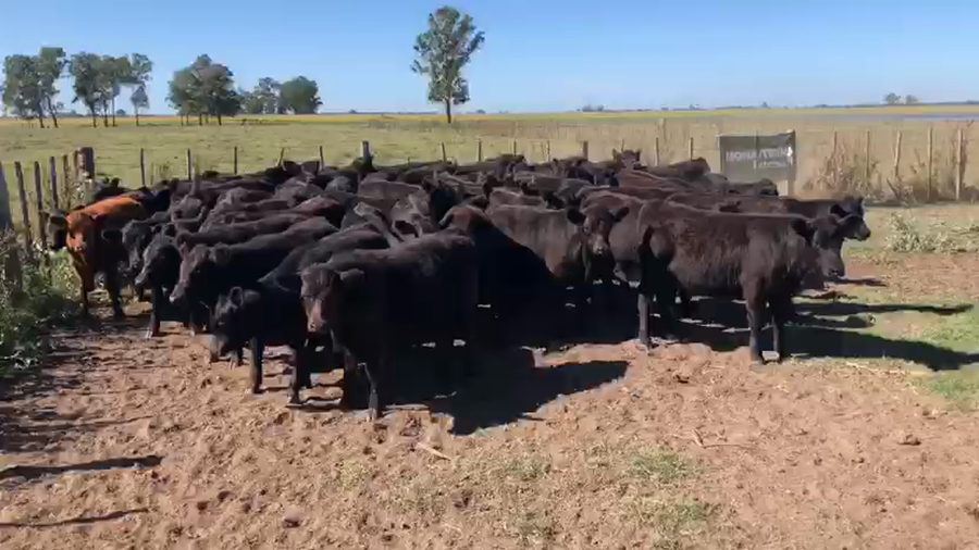 Lote 79 Terneros/as en Buenos Aires, Chillar