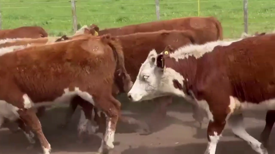 Lote 60 TERNS. MACHOS Y HEMBRAS, CNEL. SUAREZ, BS. AS.