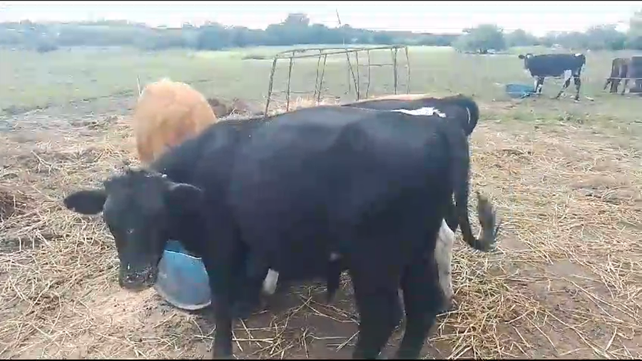 Lote 5 Terneros Cr Aa Ho a remate en Pantalla Camy en Jesus Maria