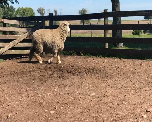 Lote 1 Borregos Planteleros en Cerro Largo, Cerro Largo