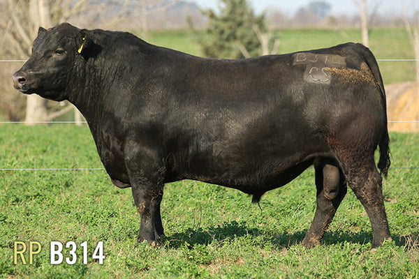 Lote 3 TOROS PUROS DE PEDIGREE