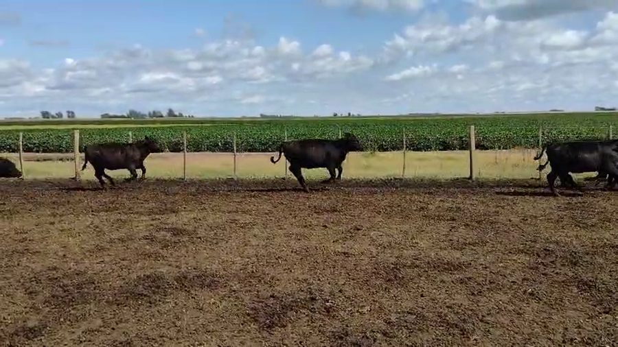 Lote 63 Terneras en Pirovano