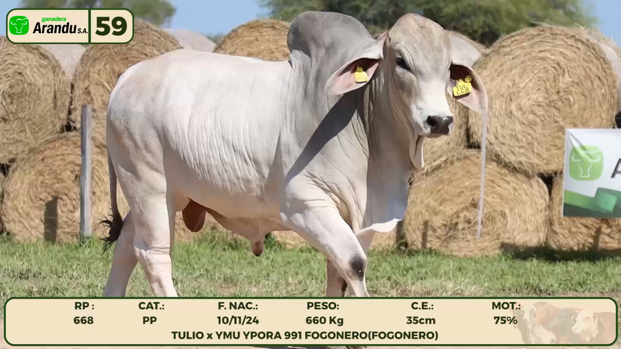 Lote LOTE 59