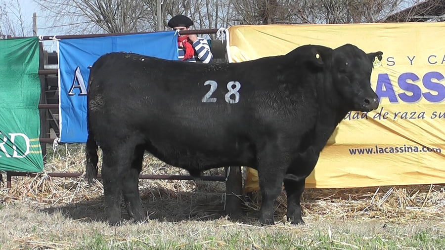 Lote TOROS ANGUS PC