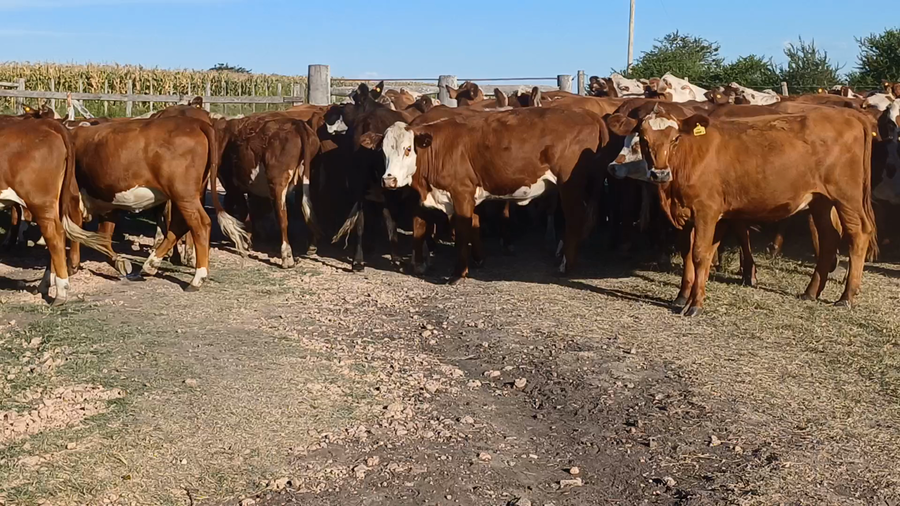 Lote 148 Terneras en Villaguay, Entre Ríos