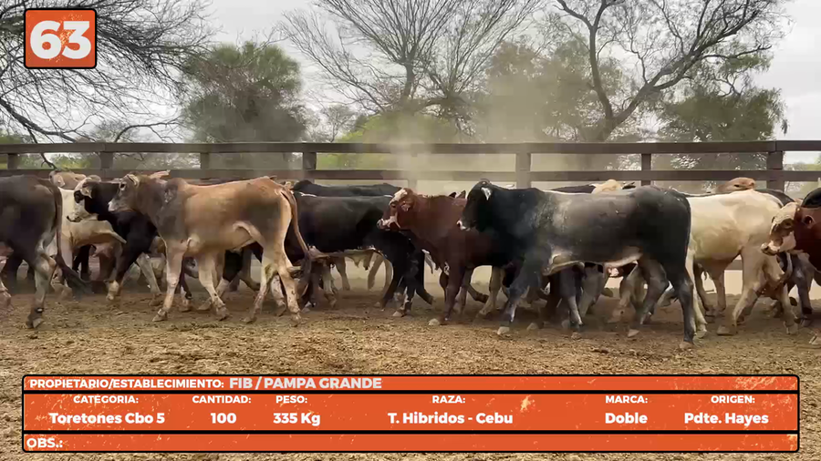 Lote LOTE 63