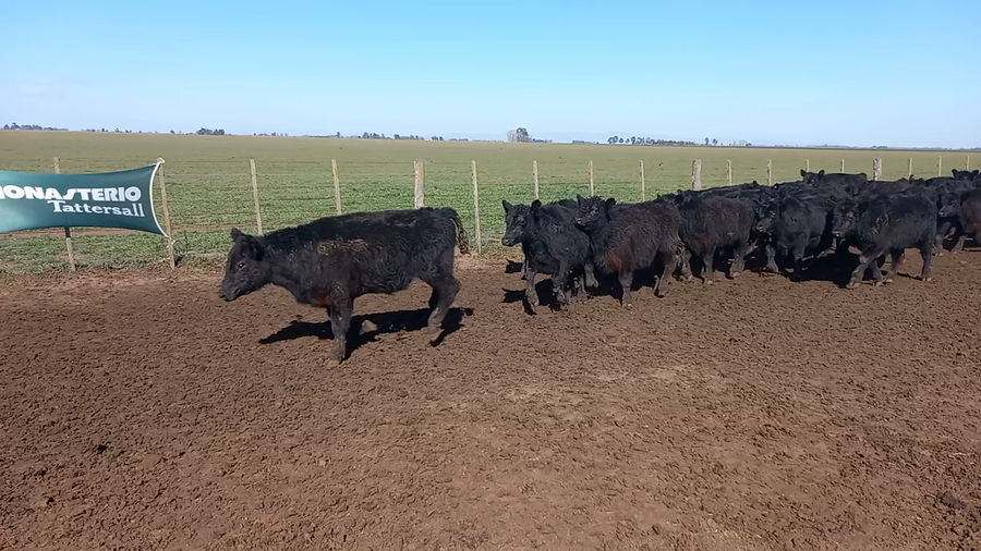 Lote 60 Novillitos en Coronel Suarez, Buenos Aires