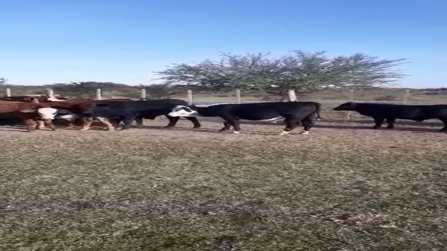 Lote 80 Terneros/as en San Cristóbal, Santa Fe