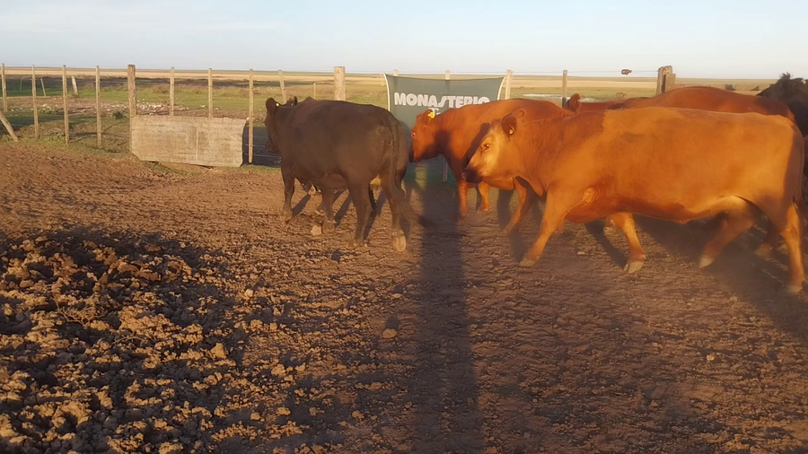 Lote 35 Vacas Usadas PÑ en Huanguelen