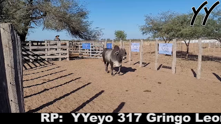 Lote TORO BRAHMAN