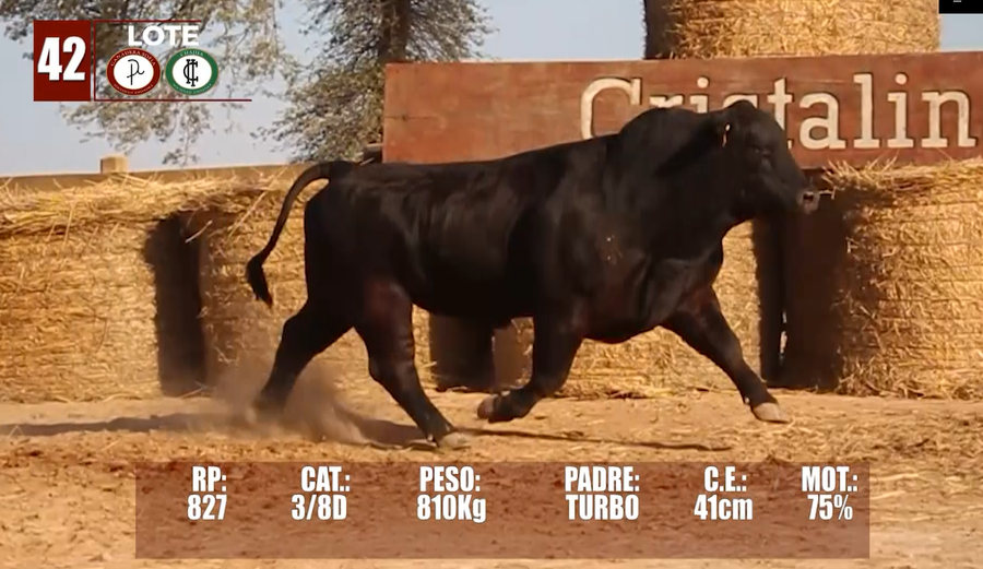 Lote Lote 42