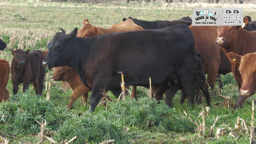 Lote VAQUILLONAS GENERALES CON CRIA