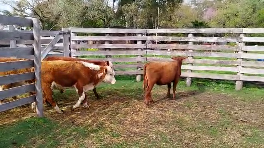 Lote 45 Terneros/as en Entre Ríos, Concepción del Uruguay