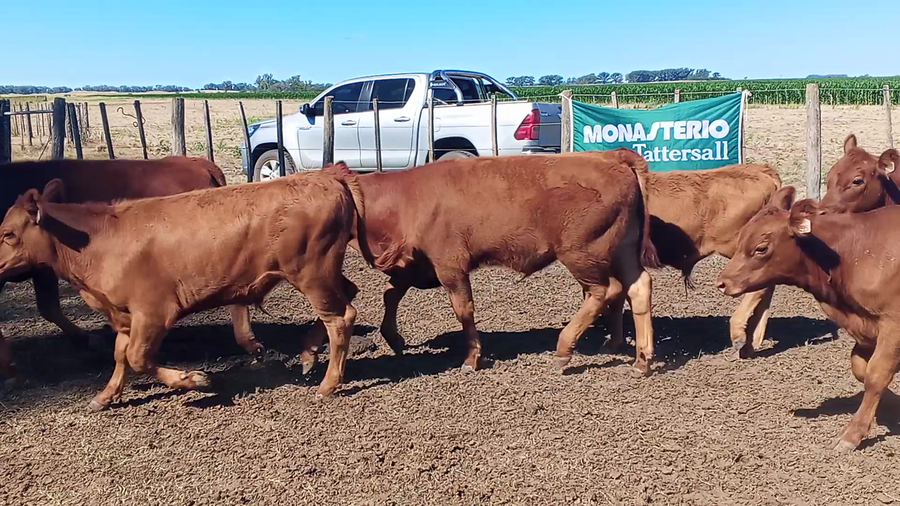 Lote 80 Terneros en Salazar