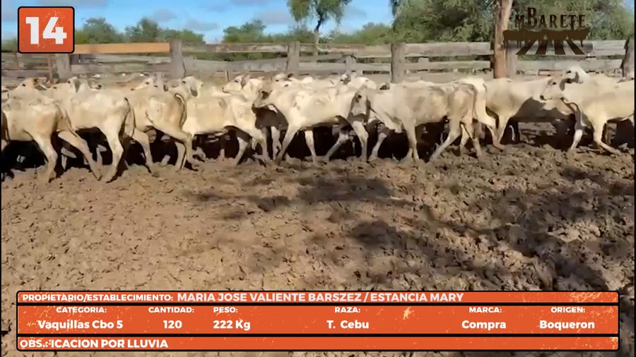 Lote LOTE 14
