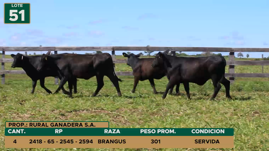 Lote HEMBRAS LOTE 51