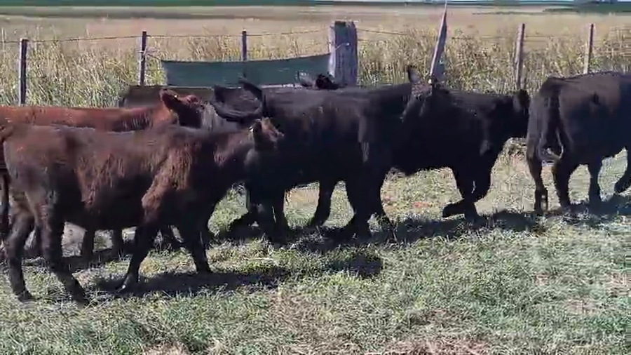 Lote 200 Terneros/as en Carhue