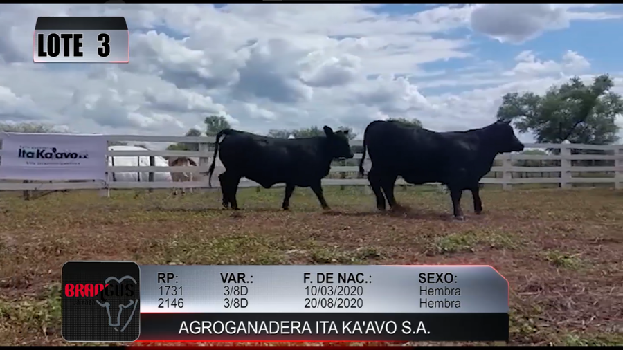 Lote Nacional de Otoño Brangus Campo - Lote 3
