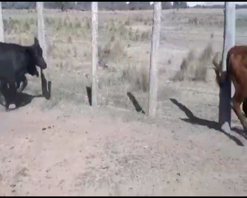 Lote 130 Terneros/as en Puero Tirol, Chaco