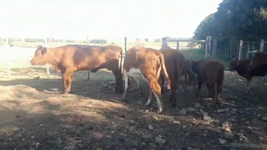 Lote 10 Piezas de cría CRUZA Y ANGUS a remate en PANTALLA CAMY 350kg - , San José