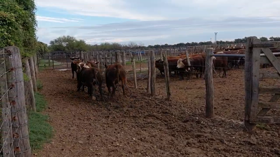Lote 45 Novillitos y vaquillonas gordos de feed lot braford en Cululú, Santa Fe