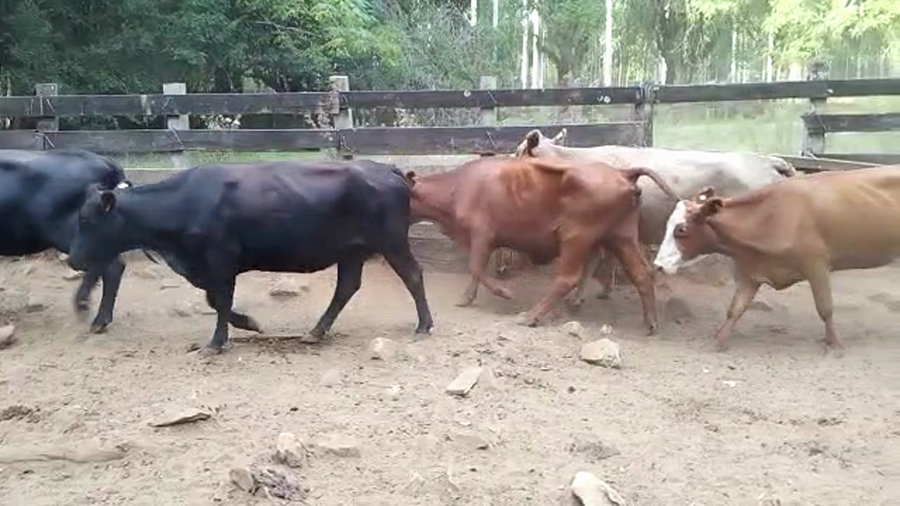 Lote 37 Vientres preñados en Rivera