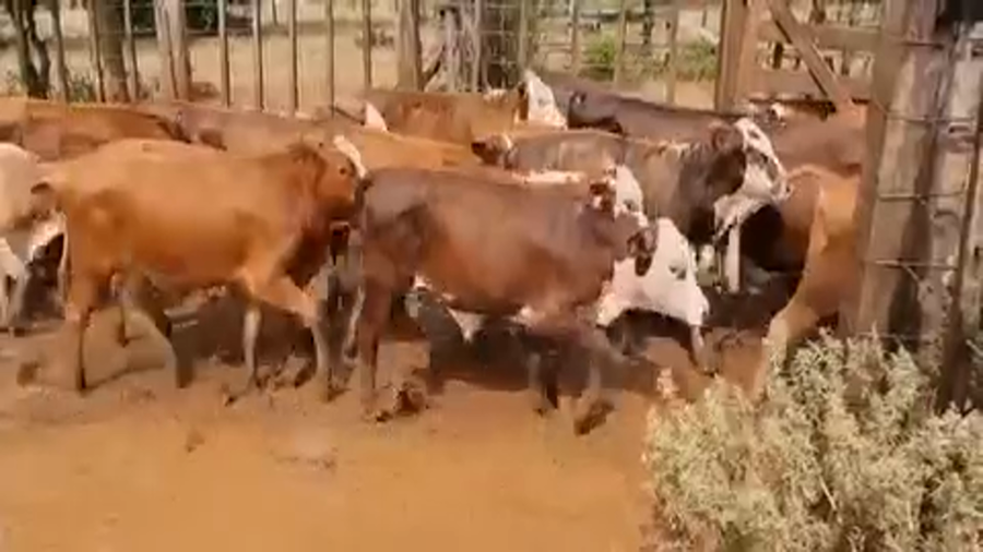 Lote 160 Terneros en Ituzaingó, Corrientes