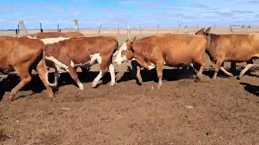 Lote 25 Vacas CUT preñadas