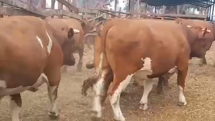 Lote 45 Novillo Gordo en Linares, VII  Región Maule