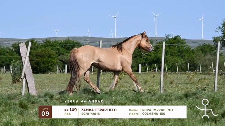 Lote ZAMBA ESPARTILLO