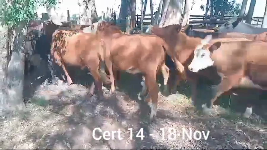 Lote NOVILLOS DE 1 A 2