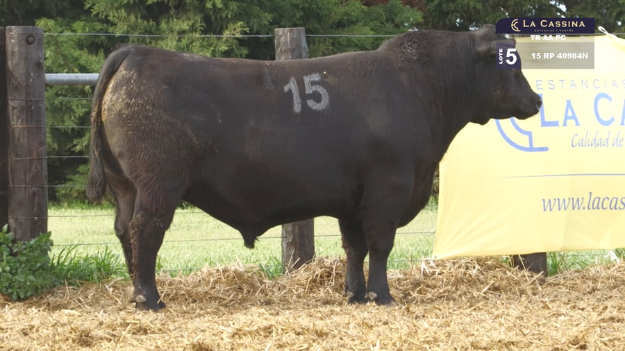 Lote TOROS ANGUS PURO CONTROLADO