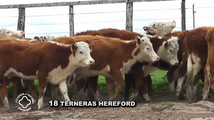 Lote Terneras