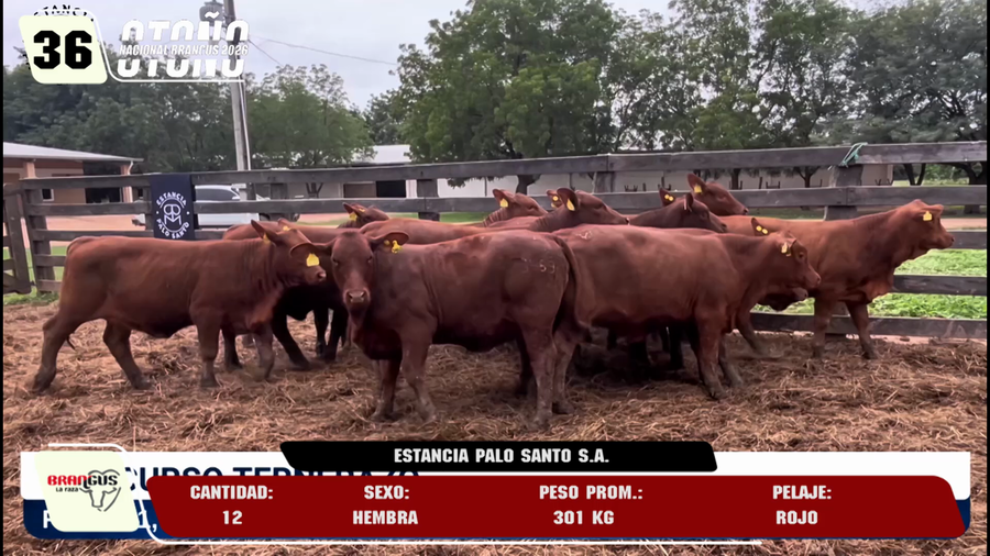 Lote LOTE 36