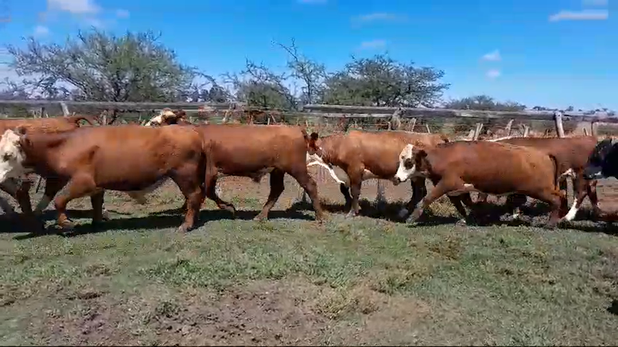 Lote 25 Novillos