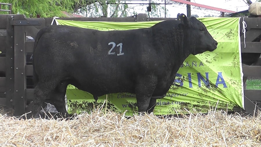 Lote TOROS ANGUS PUROS CONTROLADOS