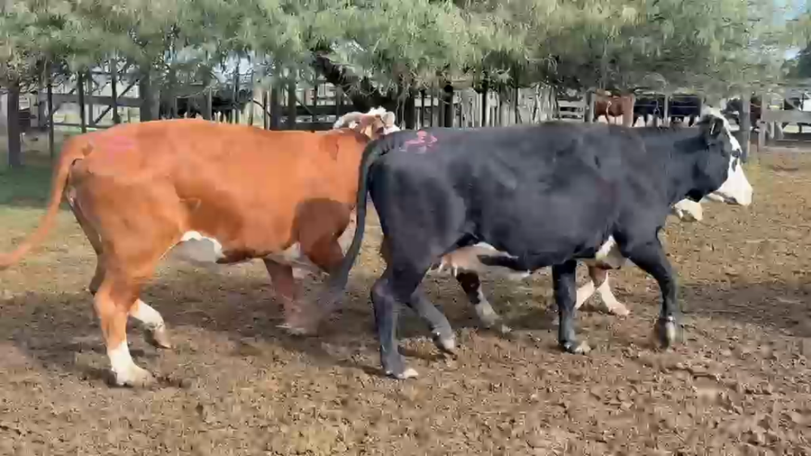 Lote 55 Vacas preñadas en Santa Fe, Esperanza