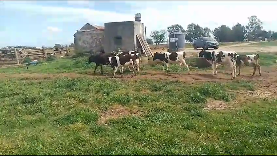 Lote 7 Terneros hol cr a remate en Pantalla Camy  en Juan Soler