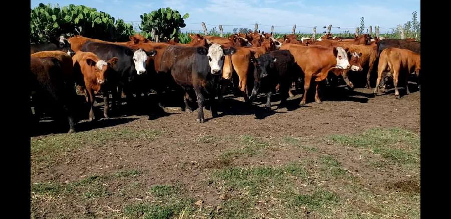 Lote 101 Terneros/as en Villaguay, Entre Ríos