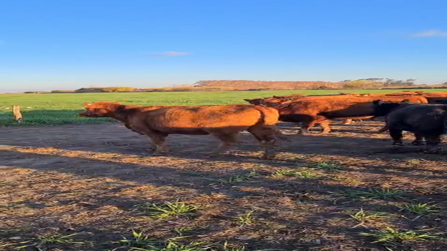 Lote 17 Vaquillonas preñadas en Santa Fe, Classon