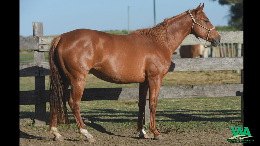 Lote VCH CANDIDATA PAZ