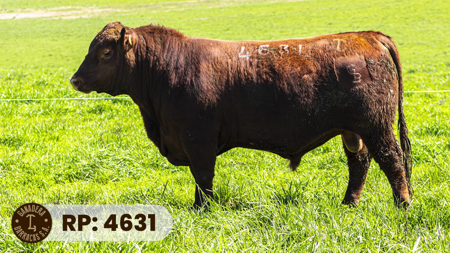 Lote RP 4631