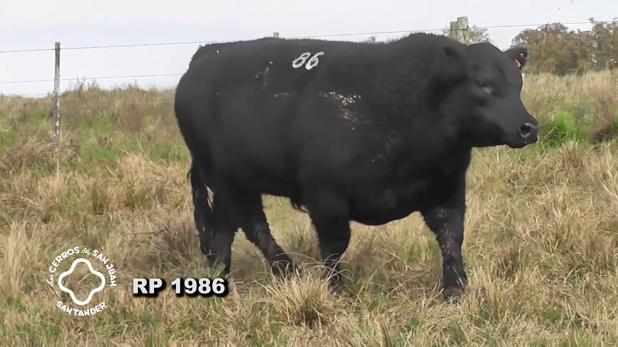 Lote Toro Aberdeen Angus SA de 3 años