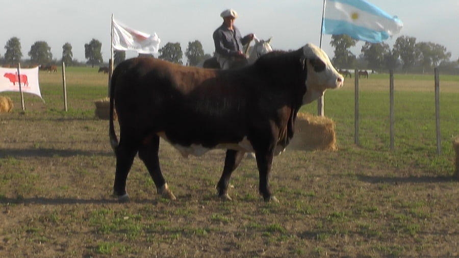 Lote TORO BRAFORD