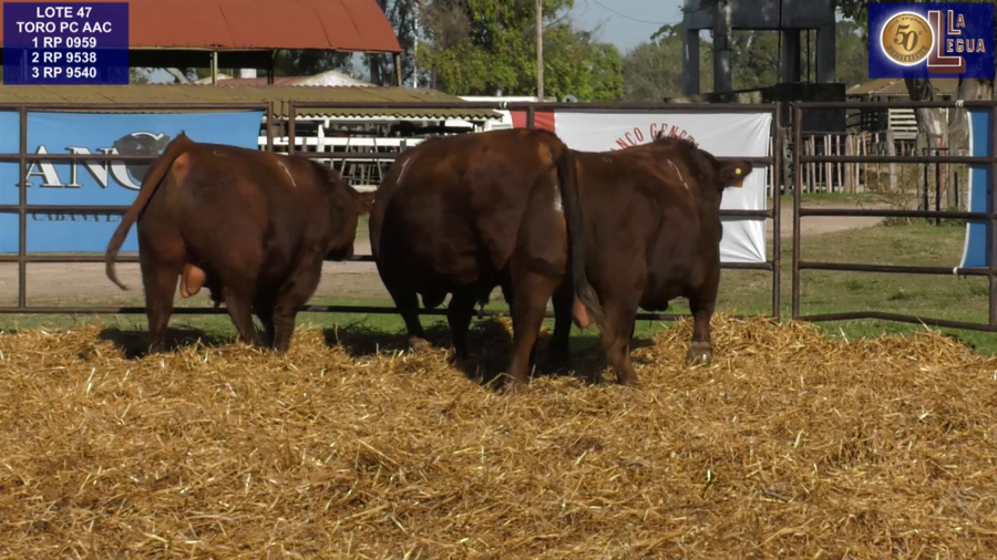 Lote TOROS ANGUS COLORADOS PC