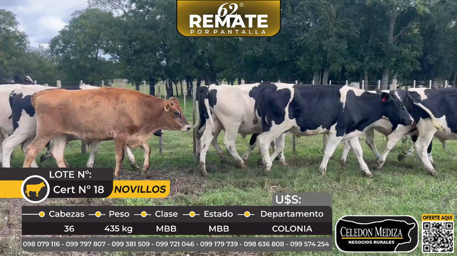 Lote 36 Novillos en Piedras Espinosas, a 6 km de ruta 54, Colonia