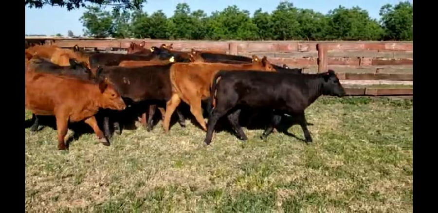 Lote 24 Terneros/as en Villaguay, Entre Ríos