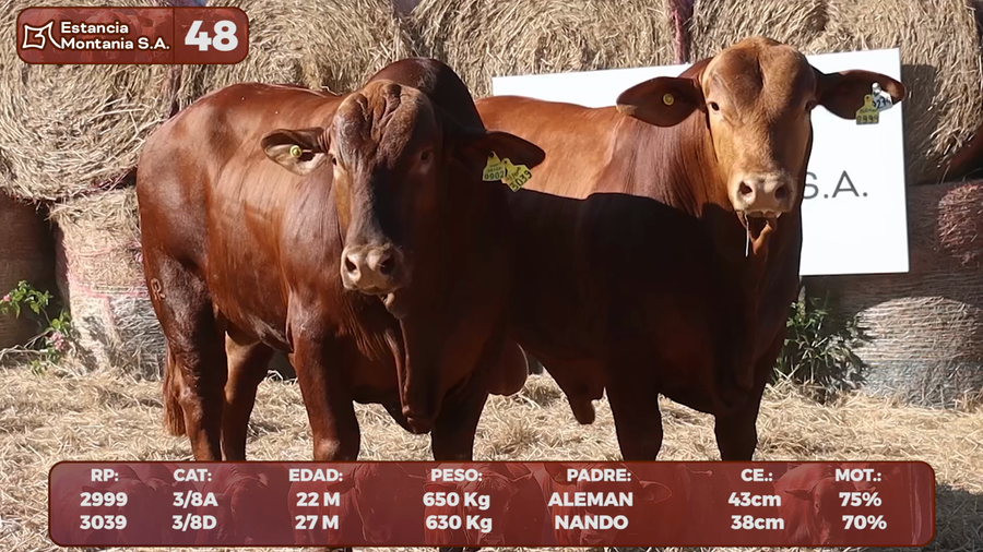 Lote LOTE 48