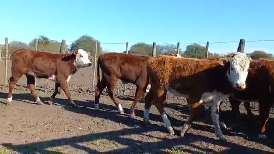 Lote 121 Terneras en La Paz, Entre Ríos